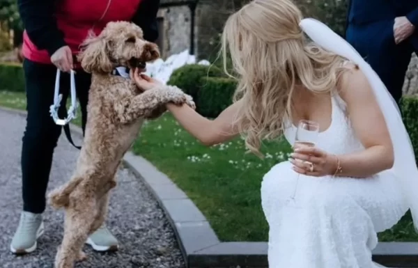 PETiGO Weddings by Melissa, The Wedding Dog Sitter Gallery 3