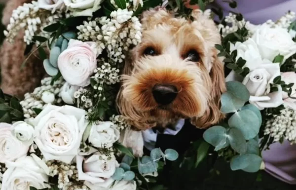 PETiGO Weddings by Melissa, The Wedding Dog Sitter Gallery 12