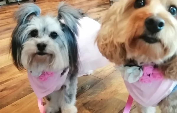 PETiGO Weddings by Melissa, The Wedding Dog Sitter Gallery 8