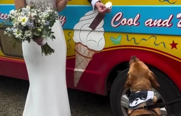 PETiGO Weddings by Melissa, The Wedding Dog Sitter Gallery 15