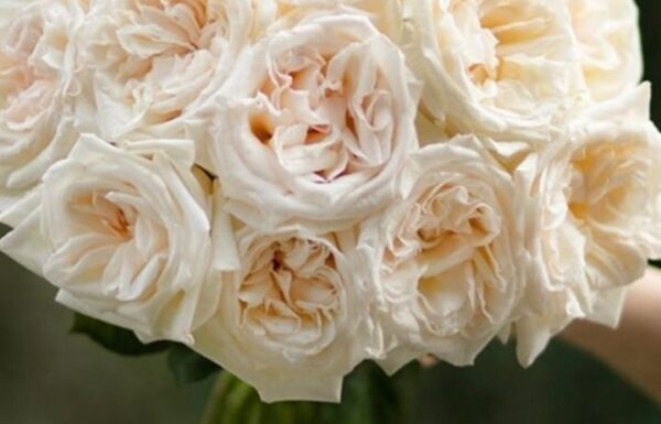 Dellis Flower Studio Gallery 1